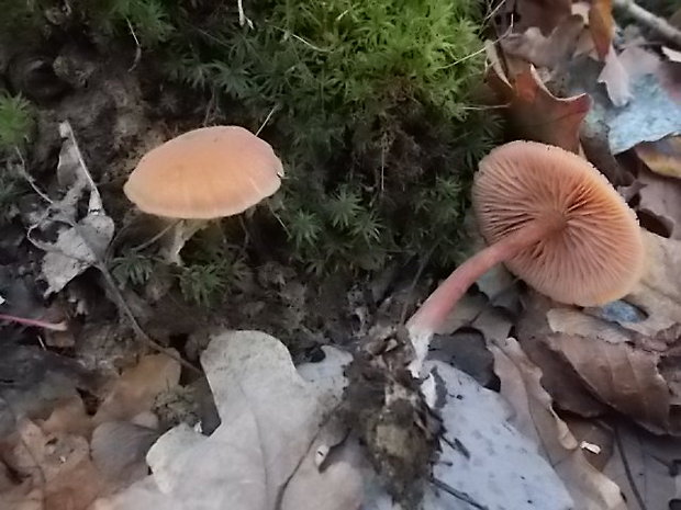 kapucňovka hladká Galerina graminea (Velen.) Kühner