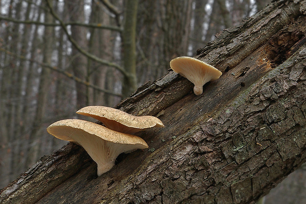 hliva dubová Pleurotus dryinus (Pers.) P. Kumm.