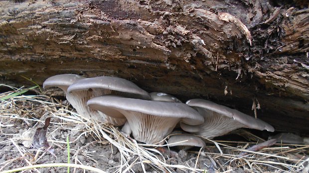 hliva ustricovitá Pleurotus ostreatus (Jacq.) P. Kumm.