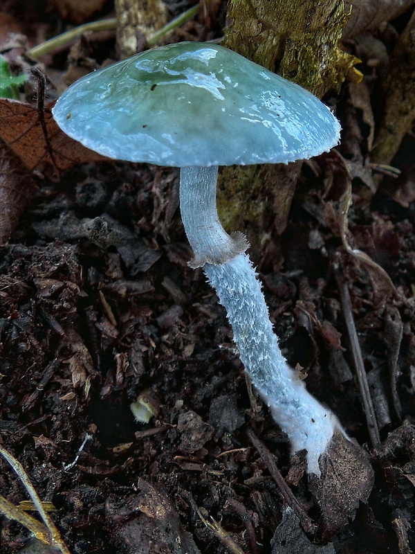 golierovka zelenomodrá Stropharia caerulea Kreisel