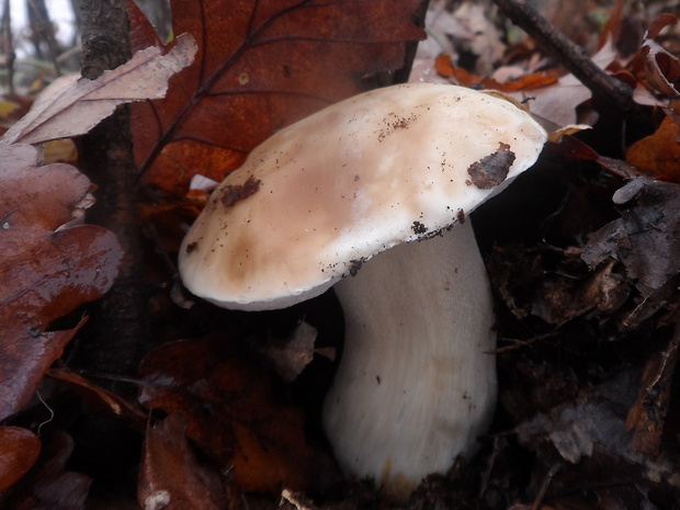 hríb smrekový Boletus edulis Bull.