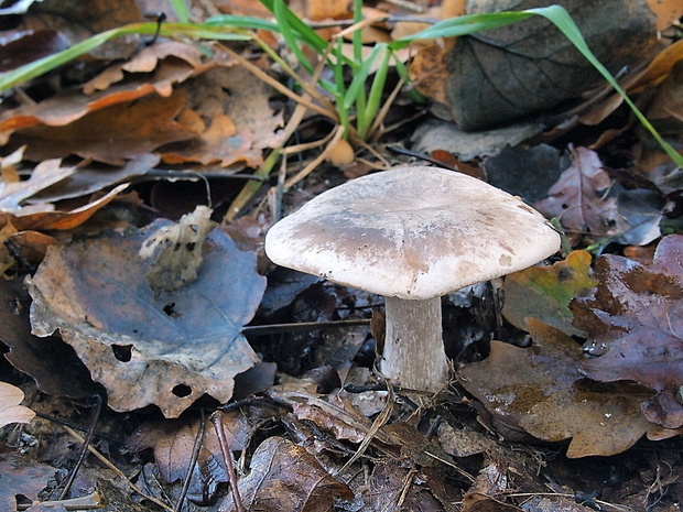 strmuľka inovaťová Clitocybe nebularis (Batsch) P. Kumm.