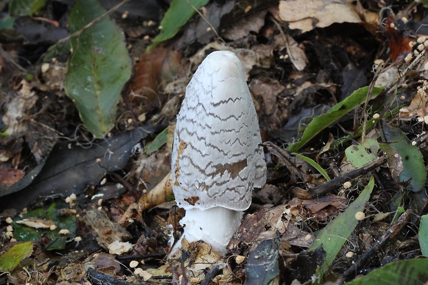 hnojník strakatý Coprinopsis picacea (Bull.) Redhead, Vilgalys & Moncalvo