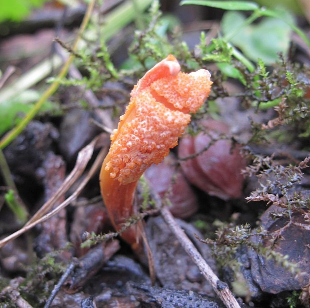 žezlovka hmyzová Cordyceps militaris (Fr.) Link