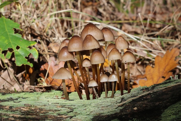 prilbička Mycena sp.