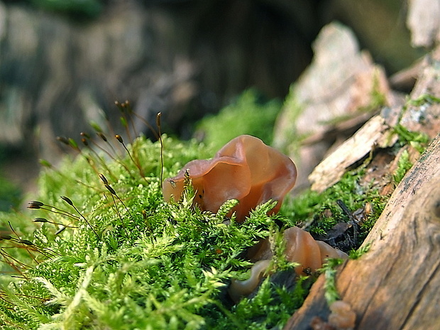 rôsolovka lupeňovitá Phaeotremella foliacea (Pers.) Wedin, J.C. Zamora & Millanes