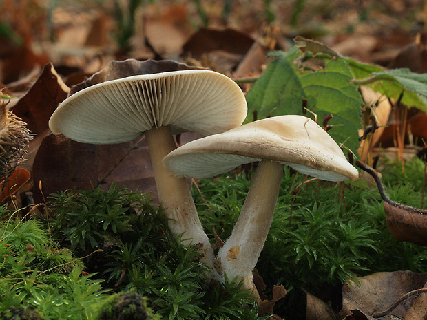 peniazovka maslová Rhodocollybia butyracea (Bull.) Lennox