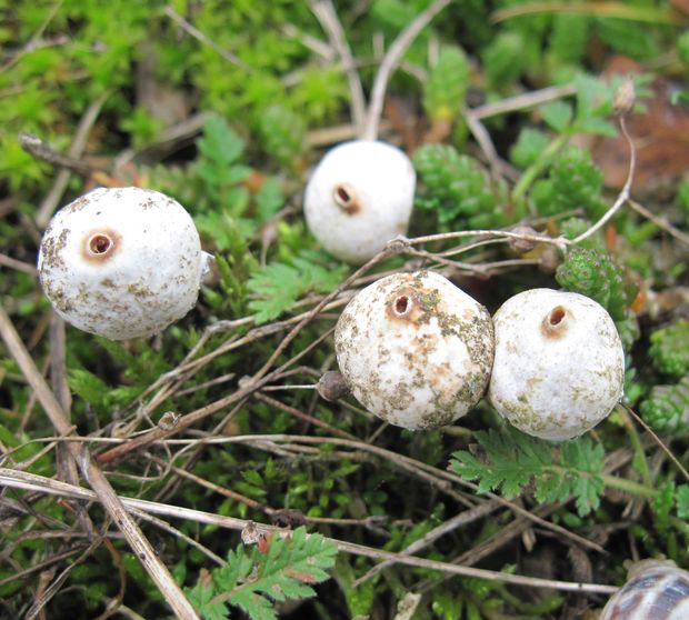 stopkovec Tulostoma sp.