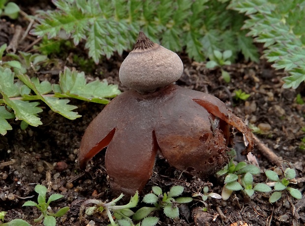 hviezdovka Schmidelova Geastrum schmidelii Vittad.