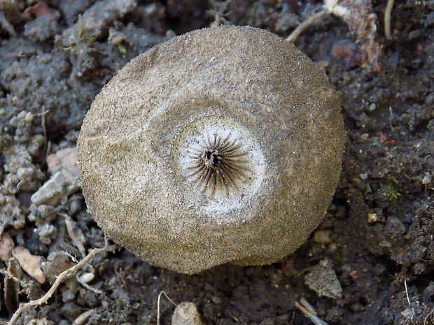 hviezdovka Geastrum sp.