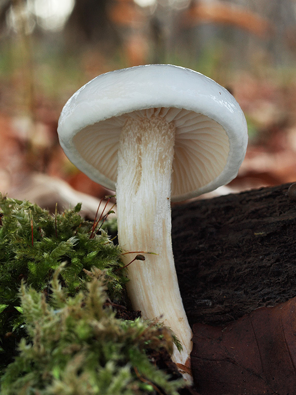 šťavnačka mydlová Hygrophorus cossus (Sowerby) Fr.