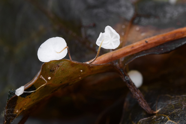 tanečnica brečtanová Marasmius epiphylloides (Rea) Sacc. & Trotter