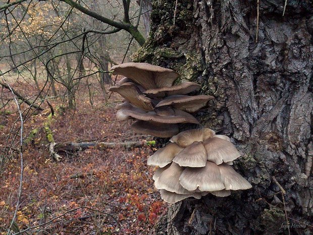 hliva ustricovitá Pleurotus ostreatus (Jacq.) P. Kumm.