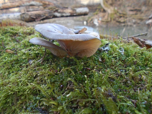 pňovka neskorá Sarcomyxa serotina (Pers.) P. Karst.