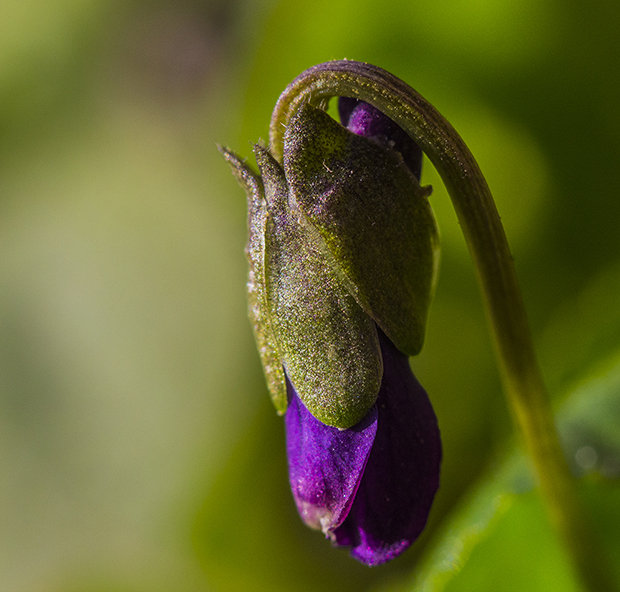 fialka voňavá Viola odorata L.