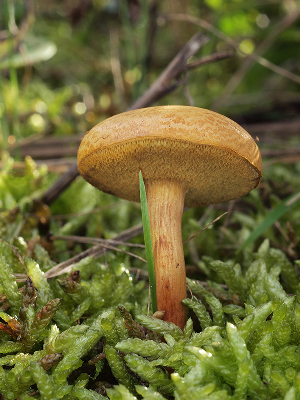 meďovec korenistý Chalciporus piperatus (Bull.) Bataille