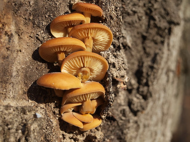 plamienka Flammulina sp.