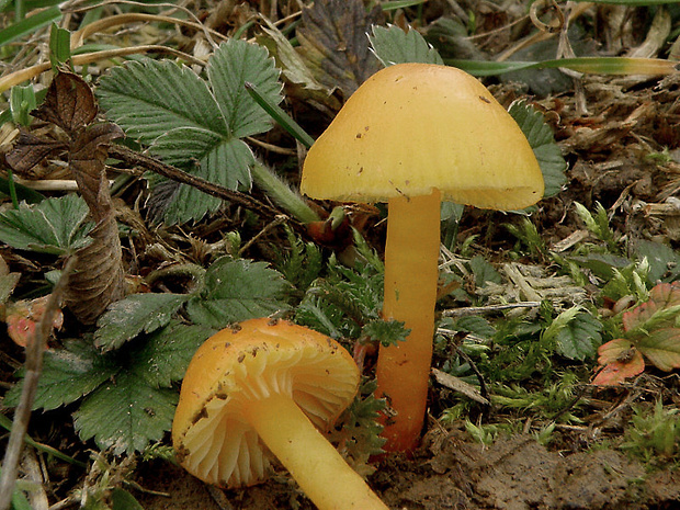 lúčnica citrónovožltá Hygrocybe chlorophana (Fr.) Wünsche