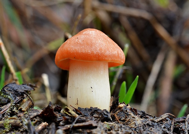 šťavnačka mrazová zlatá Hygrophorus hypothejus var. aureus (Arrh.) Imler