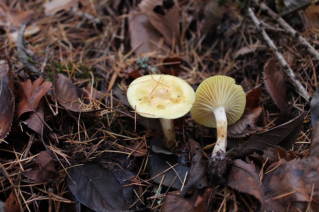 šťavnačka smrekovcová Hygrophorus lucorum Kalchbr.