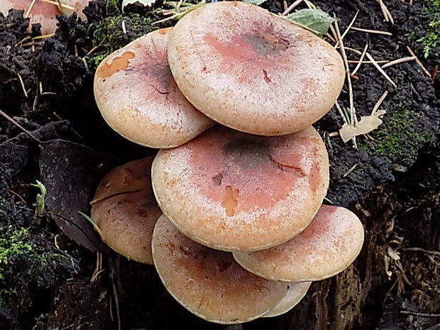 strapcovka tehlovočervená Hypholoma lateritium (Schaeff.) P. Kumm.