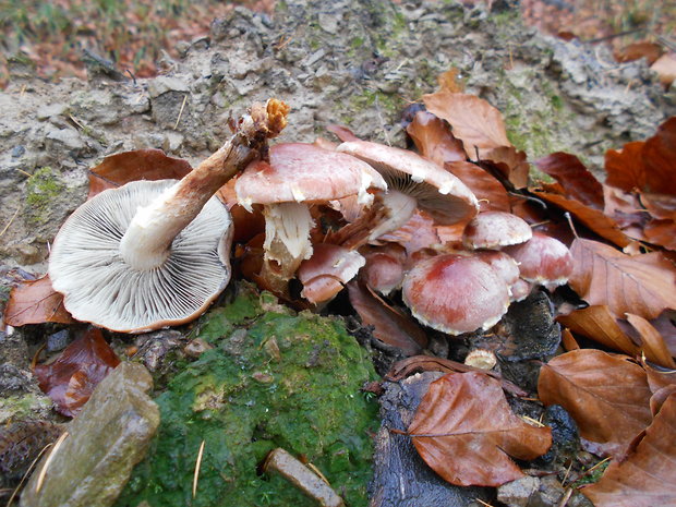 strapcovka tehlovočervená Hypholoma lateritium (Schaeff.) P. Kumm.