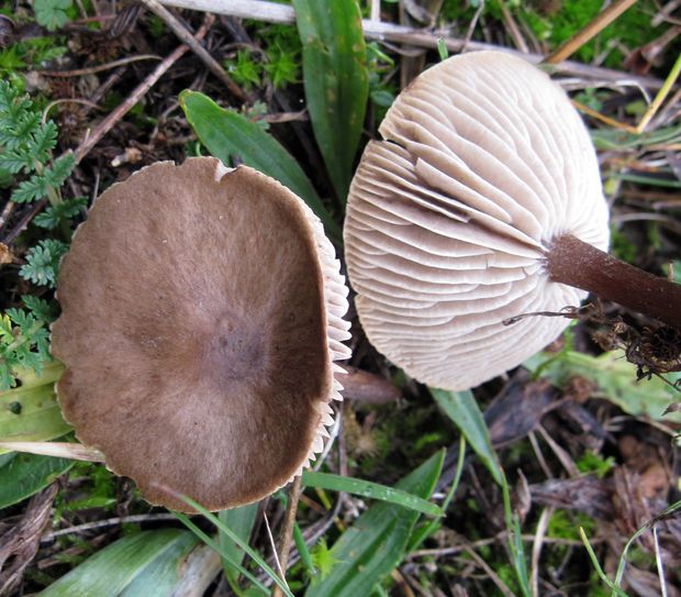 tmavuľka Melanoleuca sp.