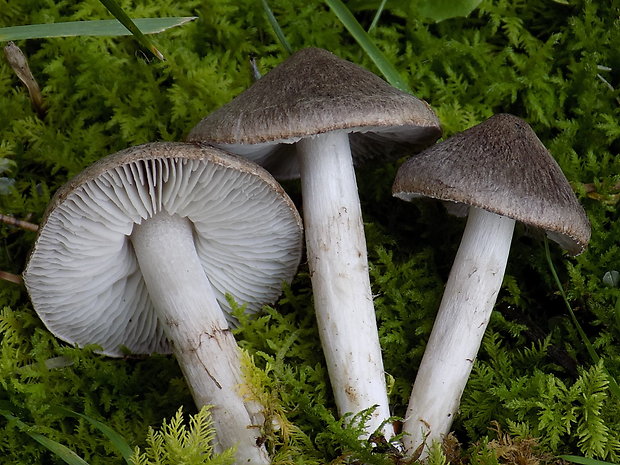 čírovka zemná Tricholoma terreum (Schaeff.) P. Kumm.