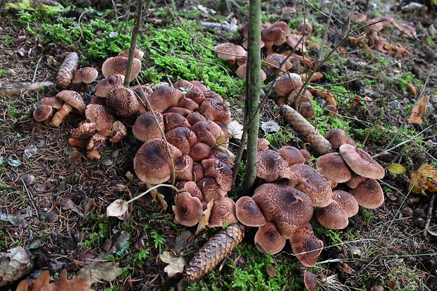 čírovka škridlicovitá Tricholoma vaccinum (Schaeff.) P. Kumm.