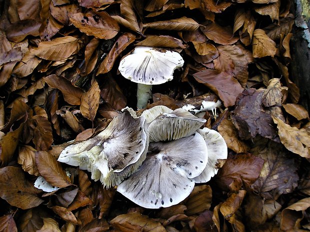 čírovka zemná Tricholoma portentosum (Fr.) Quél.