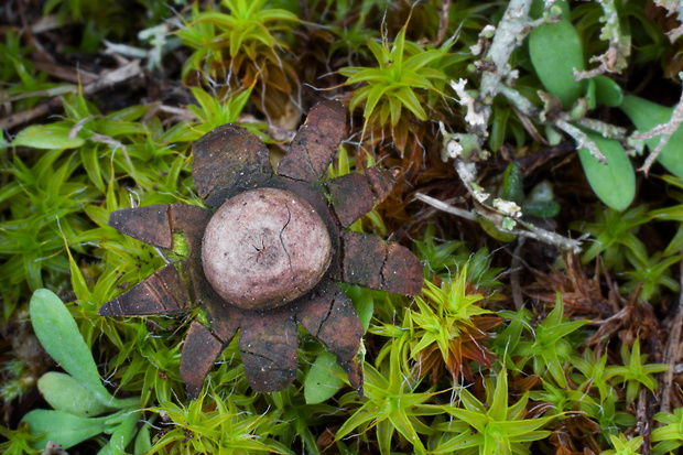 hviezdovka maďarská Geastrum hungaricum Hollós