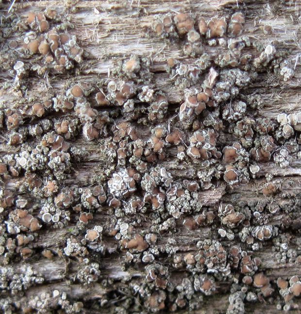 lekanora Lecanora varia (Hoffm.) Ach.