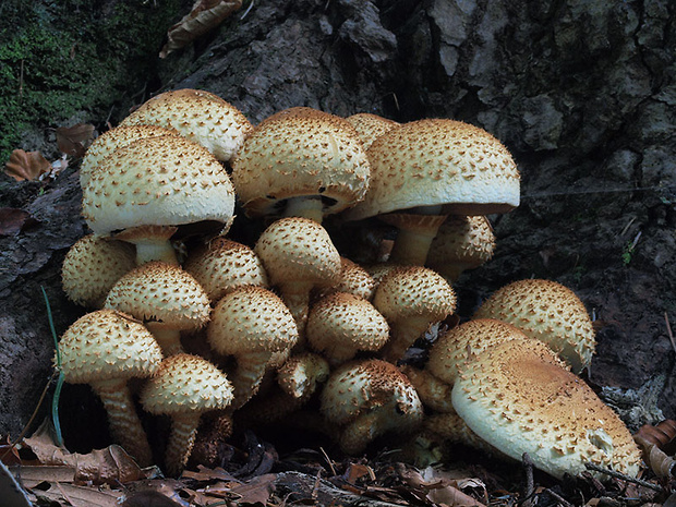 šupinovka šupinatá Pholiota squarrosa (Vahl) P. Kumm.