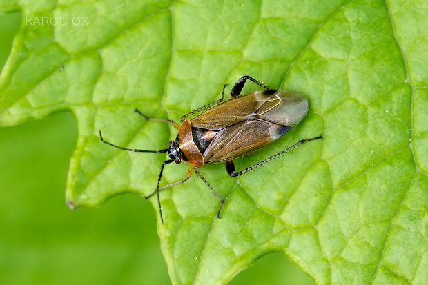 bzdôška Harpocera thoracica ♀