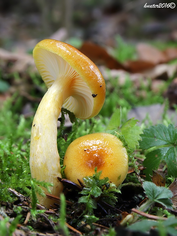 šťavnačka mrazová zlatá Hygrophorus hypothejus var. aureus (Arrh.) Imler