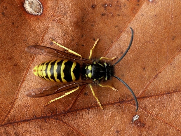 osa (sk) / vosa lesní (cz) Dolichovespula sylvestris Scopoli, 1763