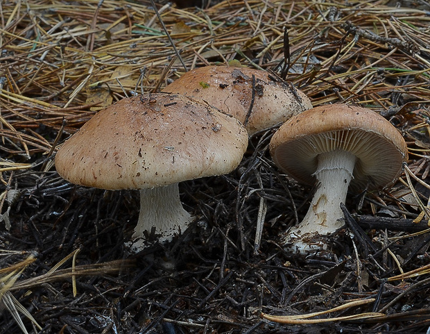 bielopavučinovec hľuznatý Leucocortinarius bulbiger (Alb. & Schwein.) Singer