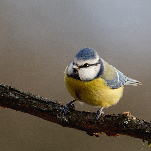 sýkorka belasá  Parus caeruleus