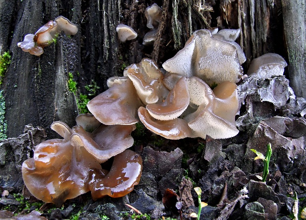 pajelenka želatínová Pseudohydnum gelatinosum (Scop.) P. Karst.