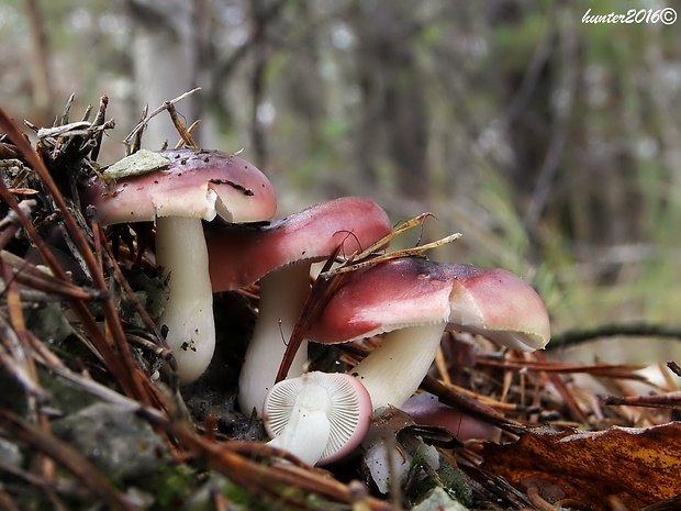 plávka Russula sp.