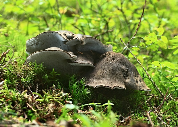 hrboľnačka černastá Boletopsis leucomelaena (Pers.) Fayod