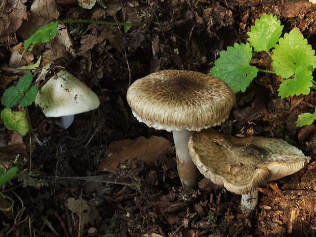 vláknica chochlačková Inocybe corydalina Quél.