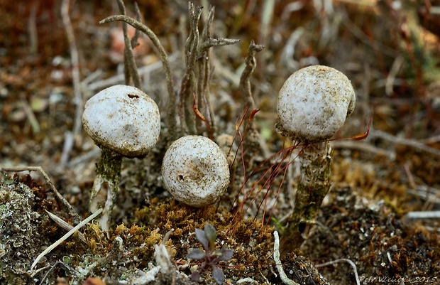 stopkovec vláknitý Tulostoma fimbriatum Fr.