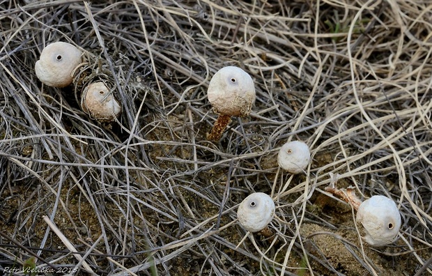 stopkovec hrdzavohnedý Tulostoma melanocyclum Bres.