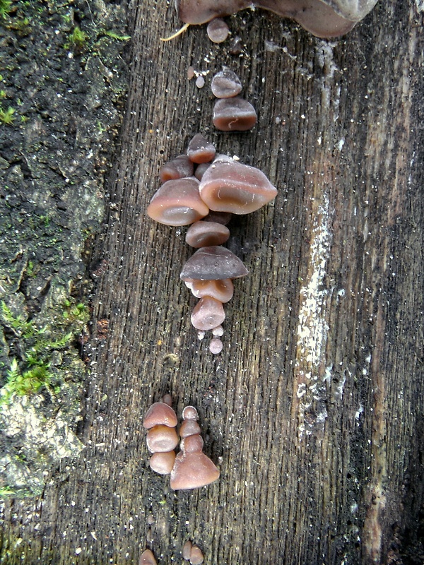 uchovec bazový Auricularia auricula-judae (Bull.) Quél.