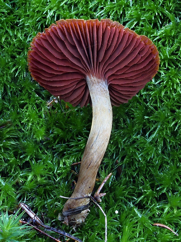 pavučinovec hnedočervený Cortinarius purpureus (Bull.) Bidaud, Moënne-Locc. & Reumaux