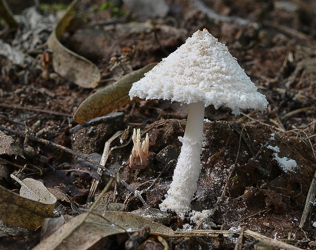 bedlica pomúčená Cystolepiota pulverulenta (Huijsman) Vellinga