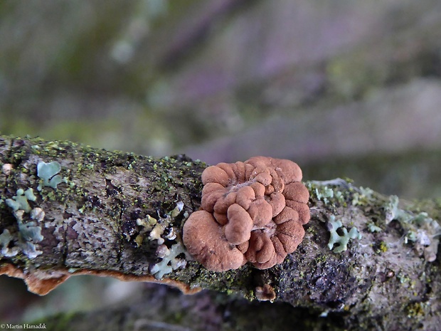 mäsovka lišajníková Hypocreopsis lichenoides (Tode) Seaver