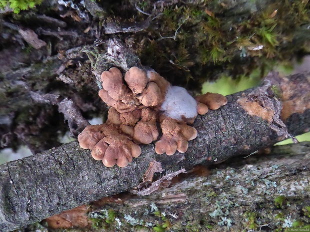 mäsovka lišajníková Hypocreopsis lichenoides (Tode) Seaver