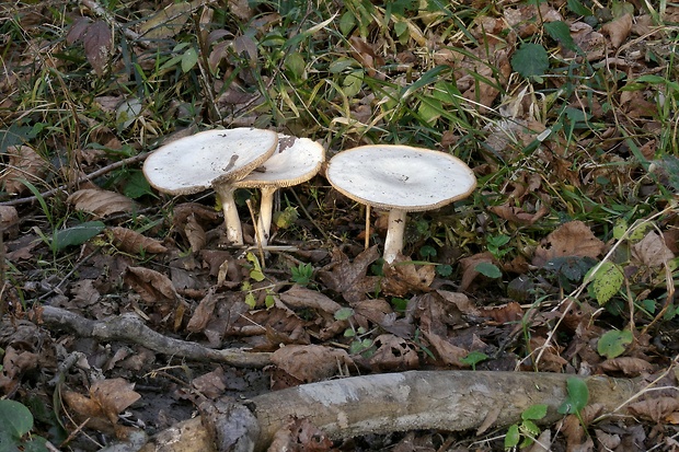 strmuľka veľká Infundibulicybe geotropa (Bull.) Harmaja